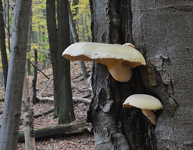 hliva dubová Pleurotus dryinus (Pers.) P. Kumm.