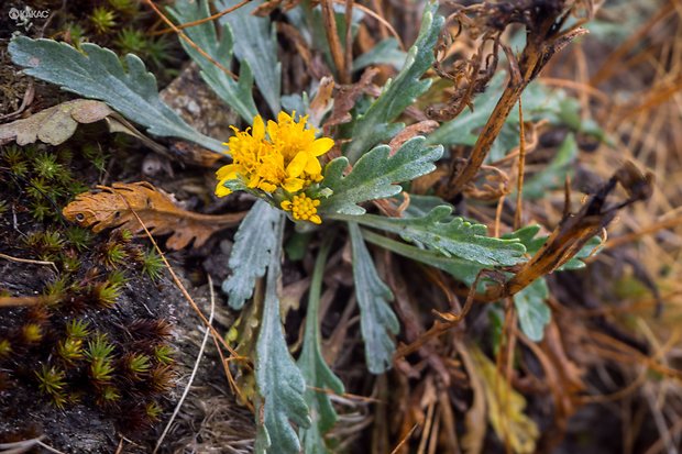 starček sivý kranský Senecio incanus subsp. carniolicus  (Willd.) Braun-Blanq.