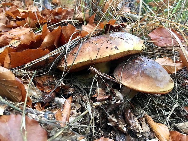 hríb zrnitohlúbikový Sutorius luridiformis (Rostk.) G. Wu & Zhu L. Yang