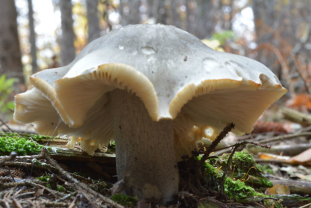 čírovka mydlová Tricholoma saponaceum (Fr.) P. Kumm.