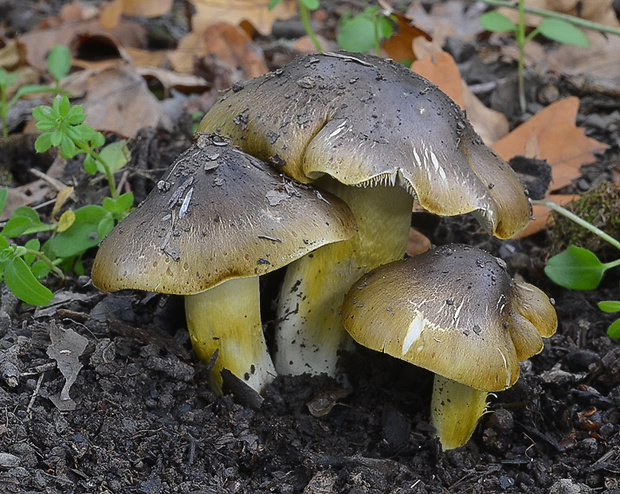 čírovka zelenohnedastá Tricholoma sejunctum (Sowerby) Quél.