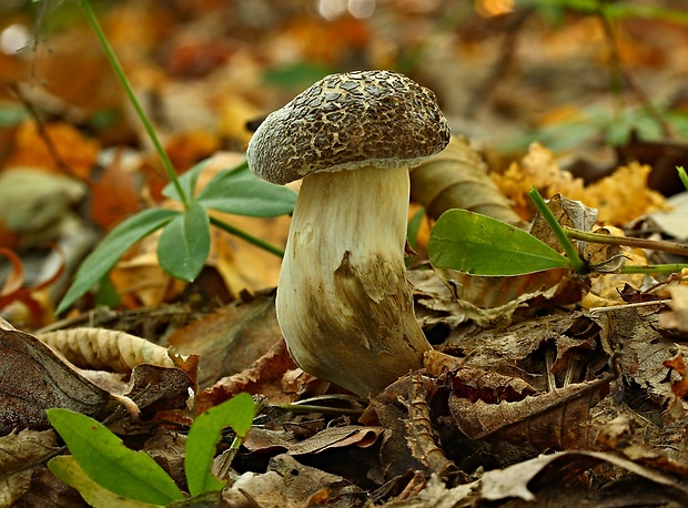 suchohríb Xerocomus sp.