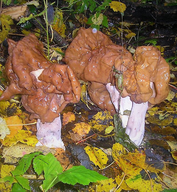 ušiak mitrovitý Gyromitra infula (Schaeff.) Quél.