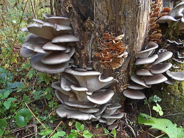 hliva ustricovitá Pleurotus ostreatus (Jacq.) P. Kumm.