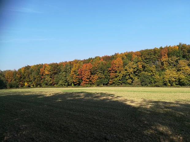 Prímestská časť lesa pri Zemplínskej Šírave