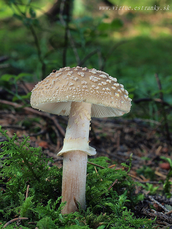 muchotrávka červenkastá žltoprsteňová Amanita rubescens var. annulosulphurea Gillet