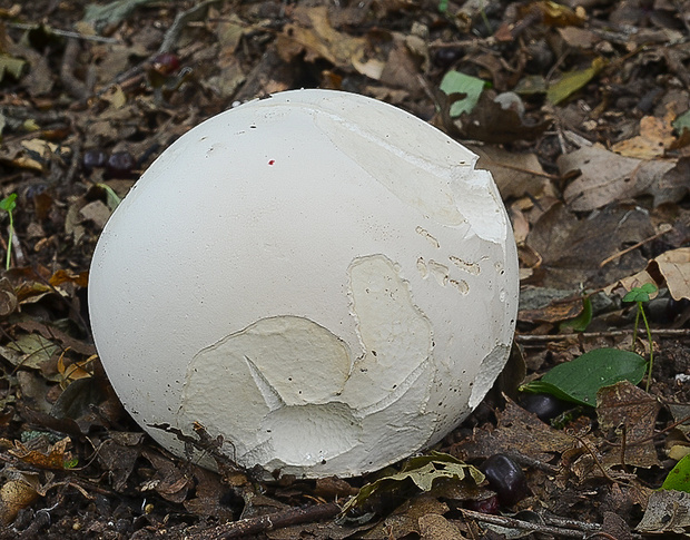 vatovec obrovský Calvatia gigantea (Batsch) Lloyd