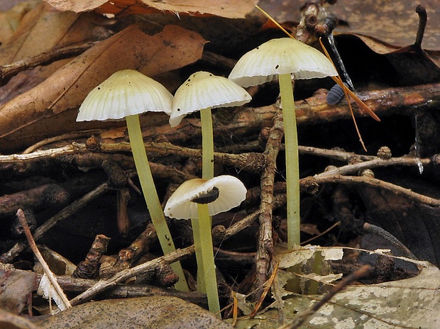 prilbička slizká Mycena epipterygia (Scop.) Gray