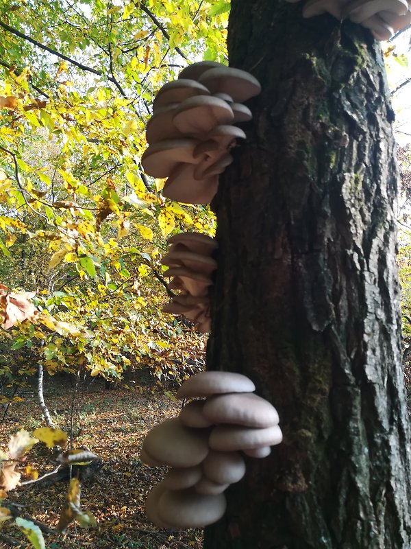 hliva ustricovitá - biotop  Pleurotus ostreatus (Jacq.) P. Kumm.