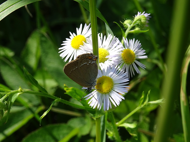 ostrôžkár malý Satyrium acaciae