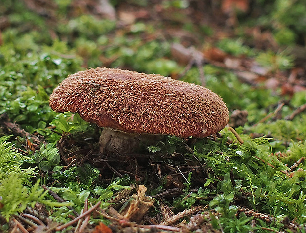 masliak duglaskový Suillus lakei (Murrill) A.H. Sm. & Thiers