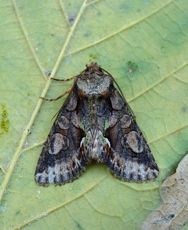 mora hlohová Allophyes oxyacanthae