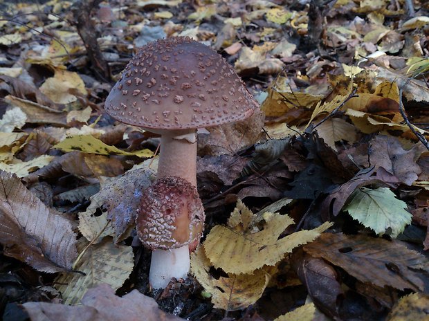 muchotrávka červenkastá Amanita rubescens Pers.