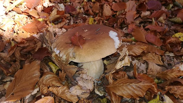 hríb smrekový Boletus edulis Bull.