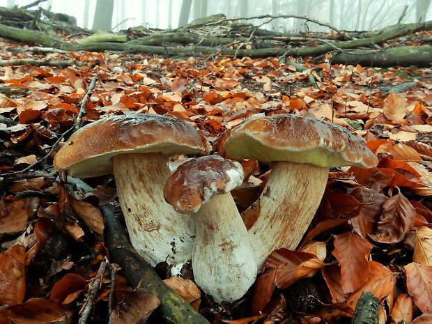 hríb smrekový Boletus edulis Bull.