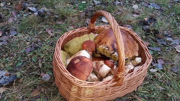 hríb dubový Boletus reticulatus Schaeff.