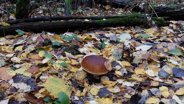 hríb dubový Boletus reticulatus Schaeff.