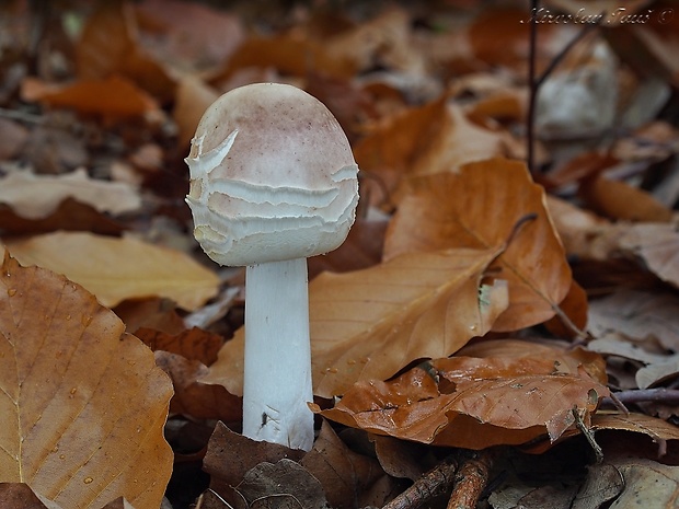 bedľa červenejúca Chlorophyllum rachodes (Vittad.) Vellinga