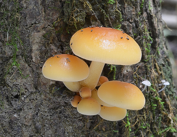 plamienka Flammulina sp.