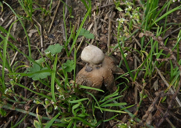 hviezdovka drsná Geastrum campestre Morgan