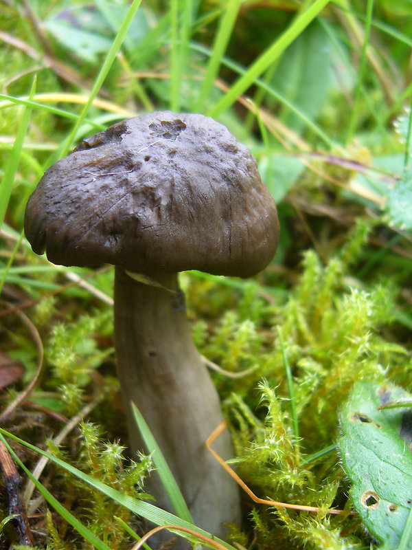 lúčnica ovčia Hygrocybe ovina (Bull.) Kühner