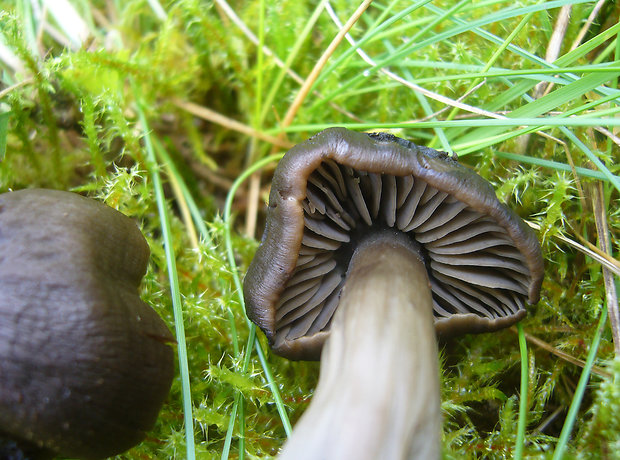 lúčnica ovčia Hygrocybe ovina (Bull.) Kühner