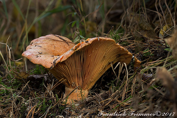 rýdzik pravý Lactarius deliciosus (L.) Gray