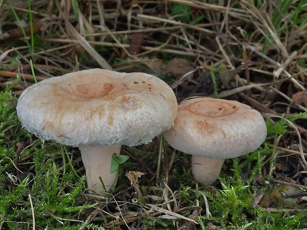 rýdzik chĺpkatý Lactarius pubescens (Fr.) Fr.