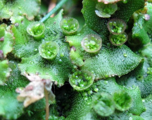 porastnica Marchantia polymorpha