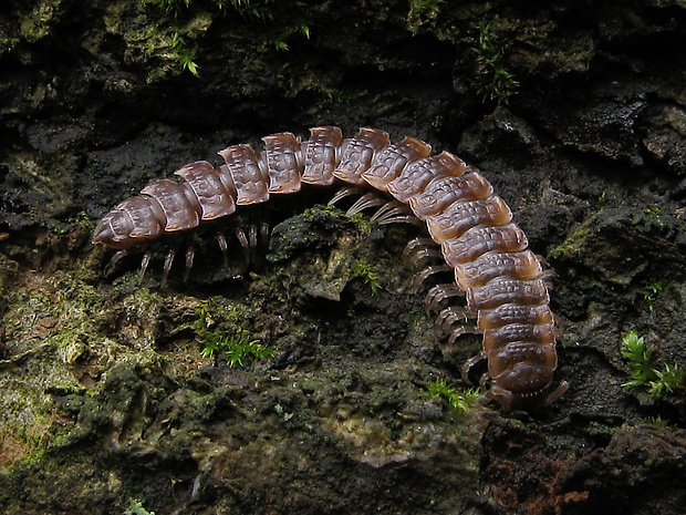 plochuľa veľká Polydesmus complanatus