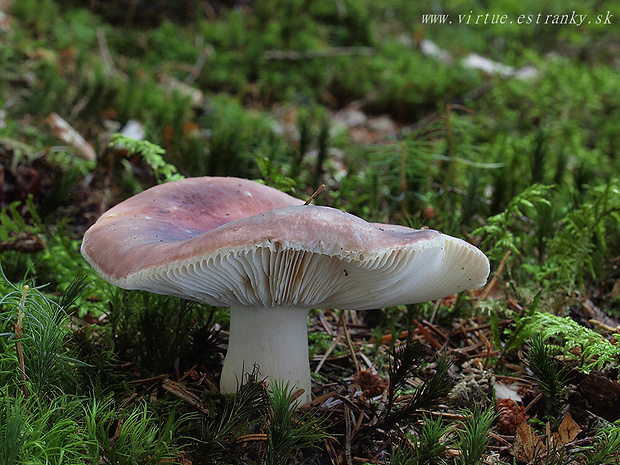 plávka mandľová Russula vesca Fr.