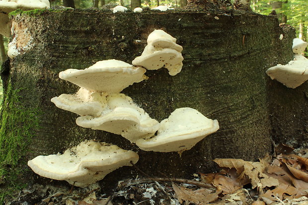 trúdnikovec hrbatý Trametes gibbosa (Pers.) Fr.