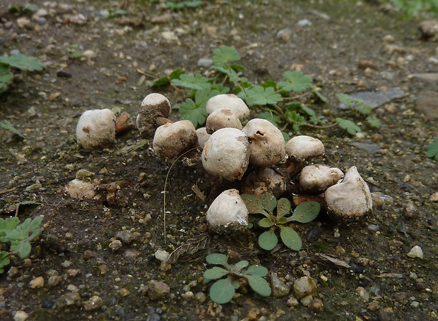 stopkovec Tulostoma cyclophorum Lloyd