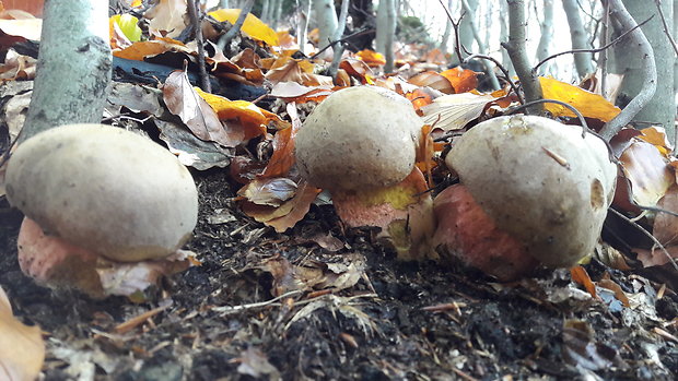 hríb Boletus sp.