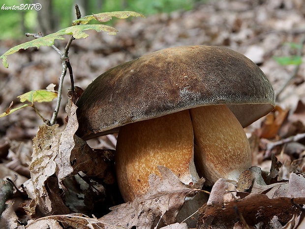 hríb bronzový Boletus aereus Bull. ex Fr.