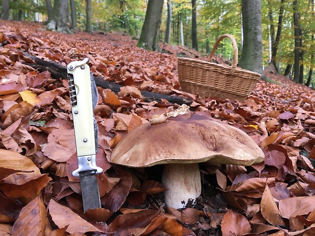 hríb smrekový Boletus edulis Bull.