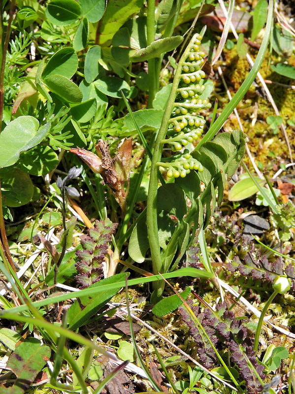 vratička mesiačikovitá Botrychium lunaria (L.) Sw.