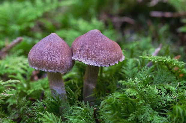 pavučinovec Cortinarius sp.