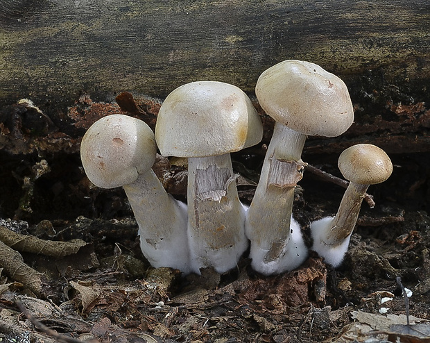 pavučinovec Cortinarius sp.