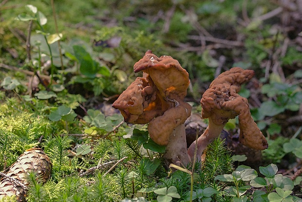 ušiak mitrovitý Gyromitra infula (Schaeff.) Quél.