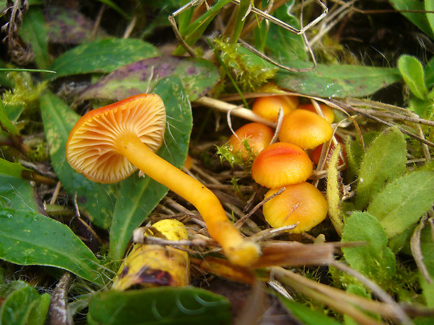 lúčnica Hygrocybe sp.