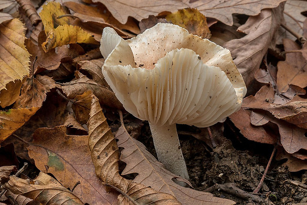 šťavnačka vláknitá Hygrophorus arbustivus Fr.