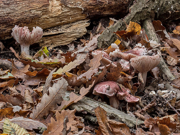 šťavnačka plávkovitá Hygrophorus russula (Schaeff.) Kauffman