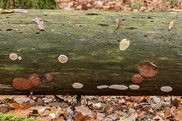 tvarohovček fialovejúci Leptoporus mollis (Pers.) Quél.