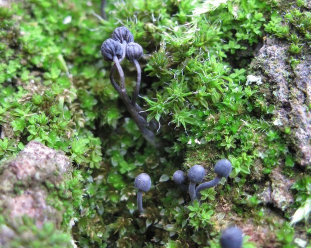 prilbička modrosivá Mycena cf. pseudocorticola Kühner