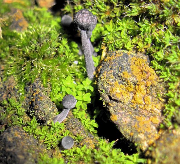 prilbička modrosivá Mycena cf. pseudocorticola Kühner