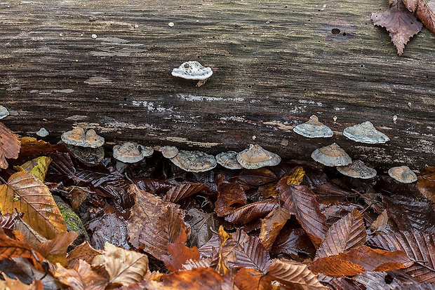 šťavnatec Postia sp.