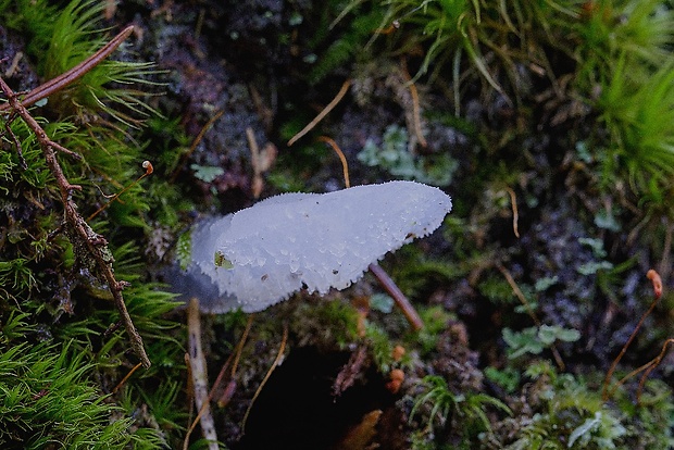 pajelenka želatínová Pseudohydnum gelatinosum (Scop.) P. Karst.