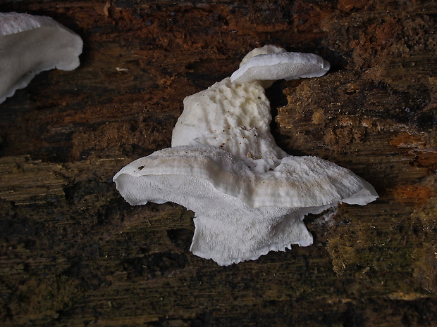 trúdnikovec zamatový Trametes pubescens (Schumach.) Pilát