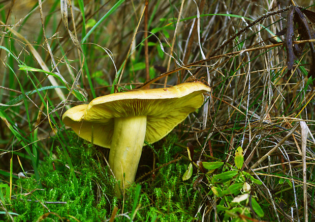 čírovka zelenkastá Tricholoma equestre (L.) P. Kumm.